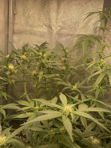 Growreport Bild 2