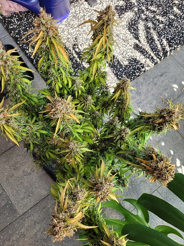 Growreport Bild 3