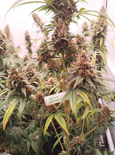 Growreport Bild 5