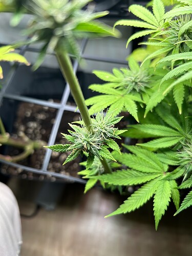 Growreport Bild 3
