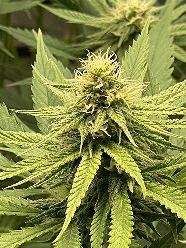 Growreport Bild 15