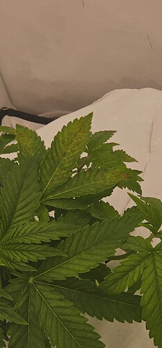 Growreport Bild 2