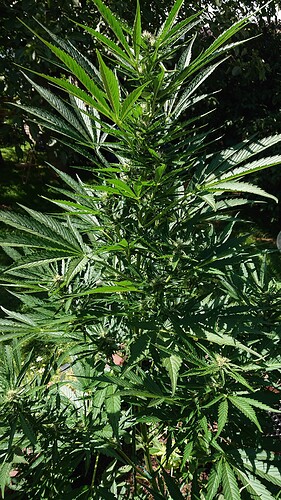 Growreport Bild 4