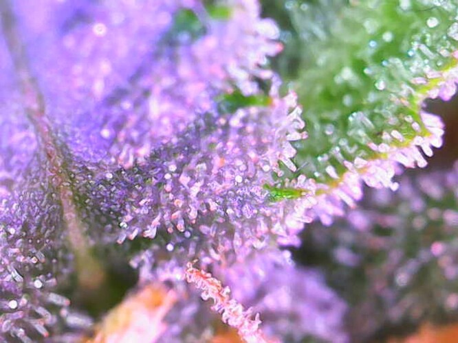 Growreport Bild 8