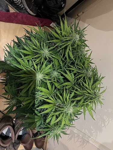 Growreport Bild 26