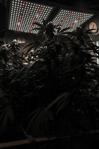 Growreport Bild 1