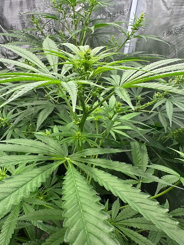 Growreport Bild 4