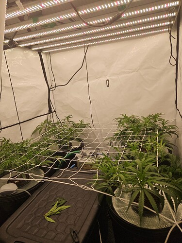 Growreport Bild 1