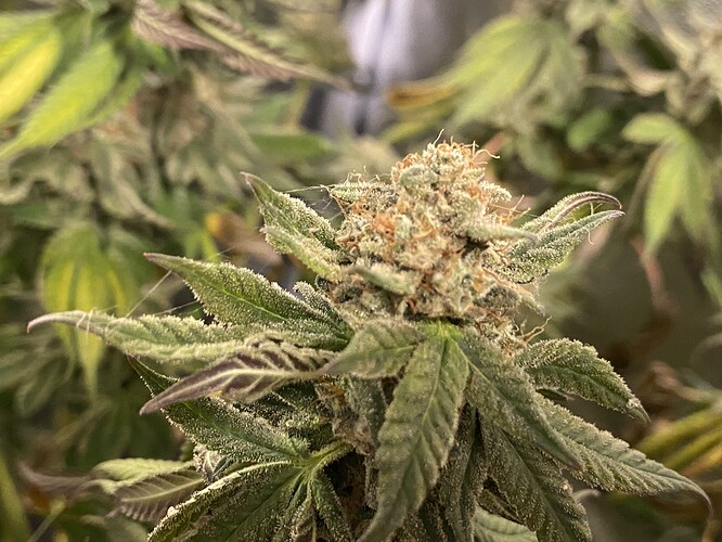 Growreport Bild 1