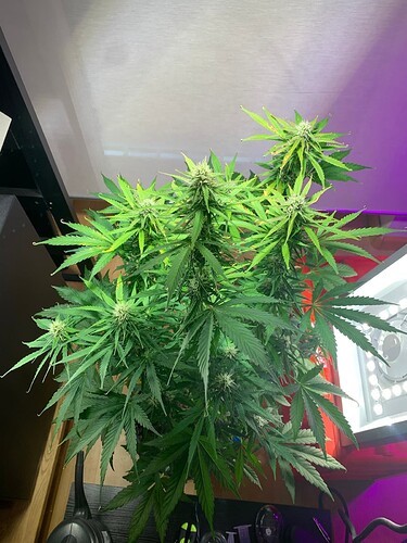 image-20240813-182913-486