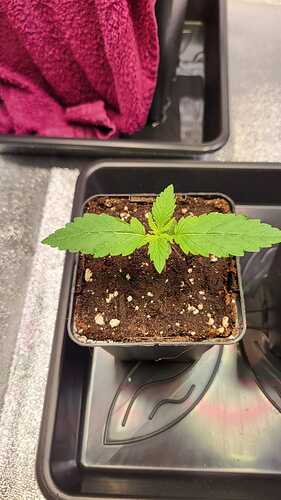 Growreport Bild 45