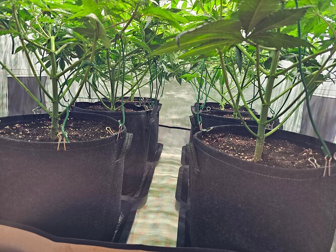 Growreport Bild 1
