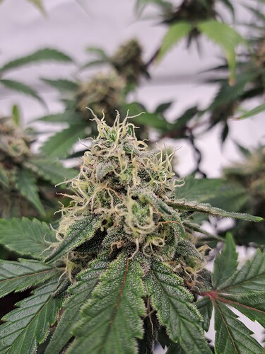 Growreport Bild 52