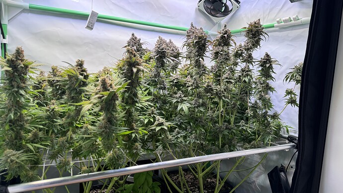 Growreport Bild 16