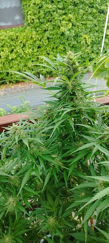 Growreport Bild 8