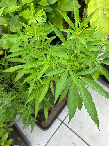Growreport Bild 6