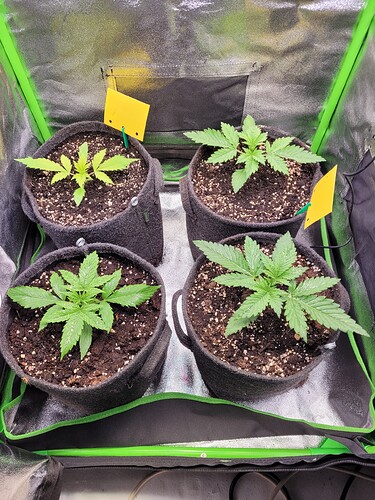 Growreport Bild 1