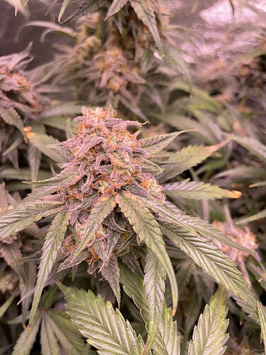 Growreport Bild 32