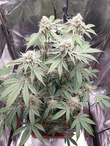 Growreport Bild 1