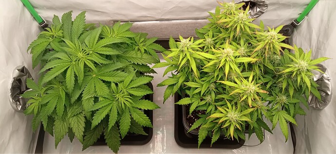 Growreport Bild 1