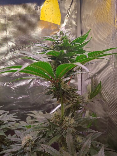 Growreport Bild 11