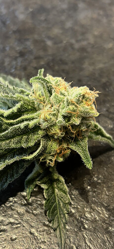 Growreport Bild 13