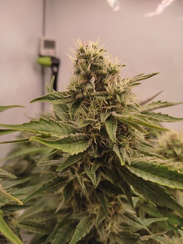 Growreport Bild 16