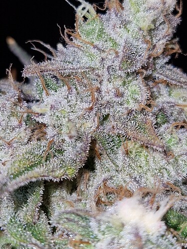 Growreport Bild 11