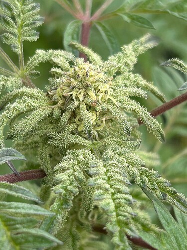 Growreport Bild 27
