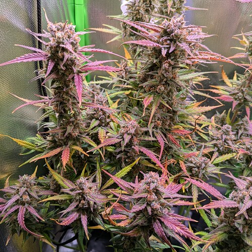 Growreport Bild 3