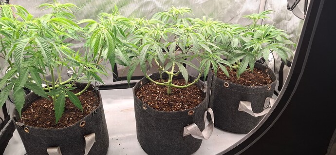 Growreport Bild 4