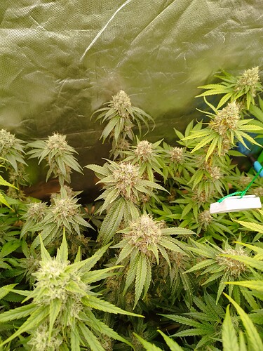 Mehrere blühende Cannabispflanzen mit dichten Blütenständen und charakteristischen Fächerblättern.