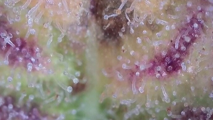 Growreport Bild 19