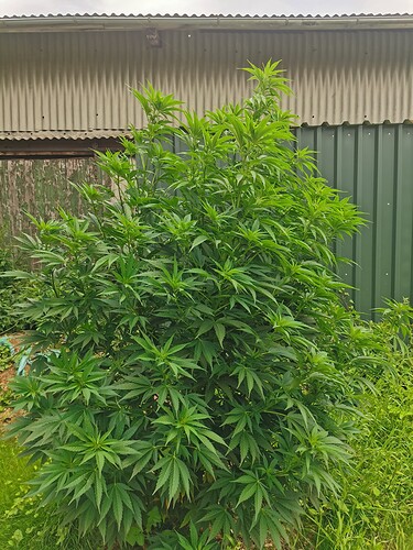 Growreport Bild 2