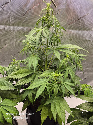Eine Cannabis-Pflanze in der frühen Blütephase in einem Growzelt mit AC Infinity-Reflektionsfolie.