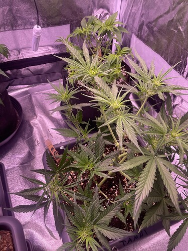 Growreport Bild 5