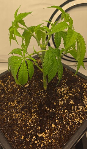 Growreport Bild 9