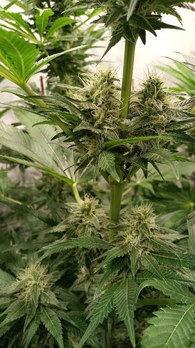 Growreport Bild 31