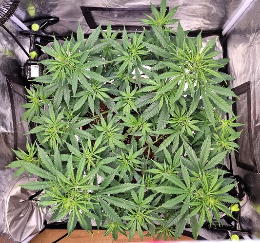 Growreport Bild 30