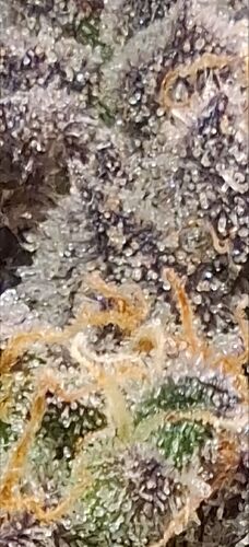 Growreport Bild 13