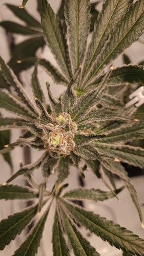 Growreport Bild 1
