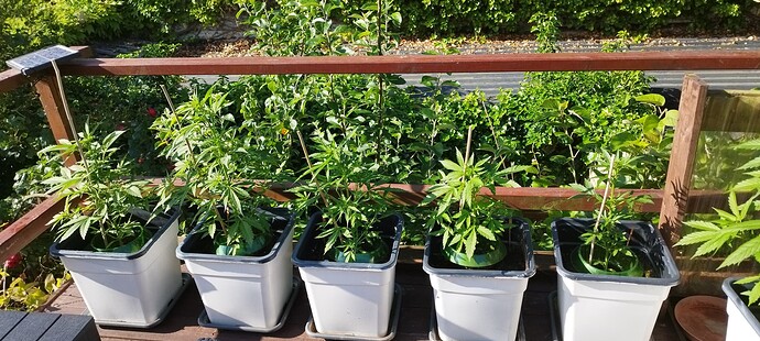 Growreport Bild 3