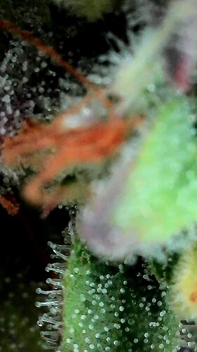 Growreport Bild 2