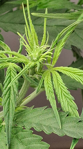 Growreport Bild 208
