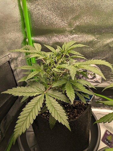 Growreport Bild 21