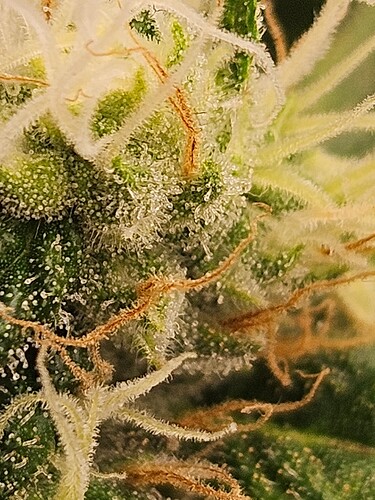 Growreport Bild 9