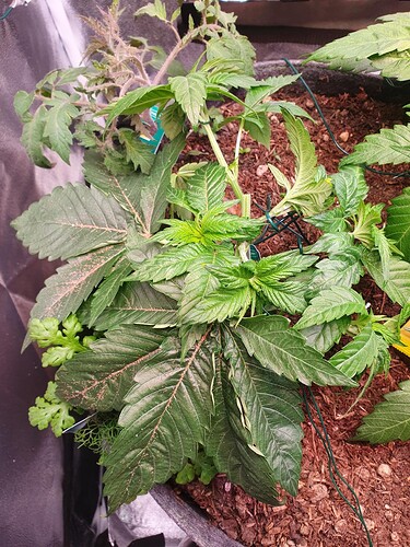 Growreport Bild 12