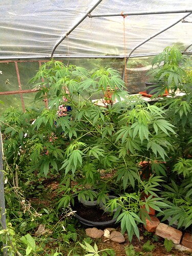 Growreport Bild 40