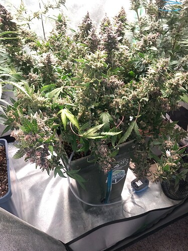 Growreport Bild 4