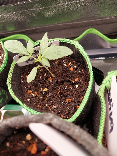 Growreport Bild 6